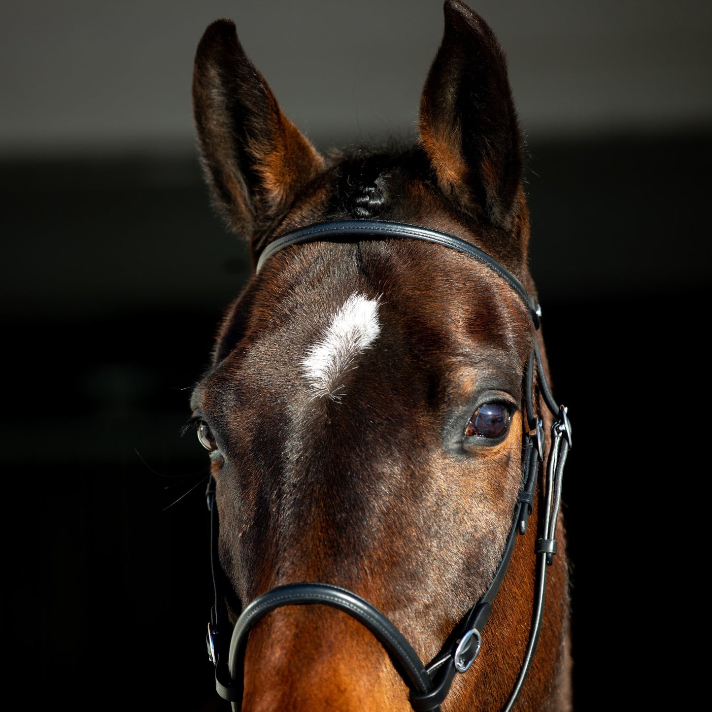 Bitless Bridle || Cob Size ONLY