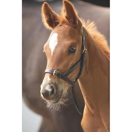 Blenheim || Foal Slip