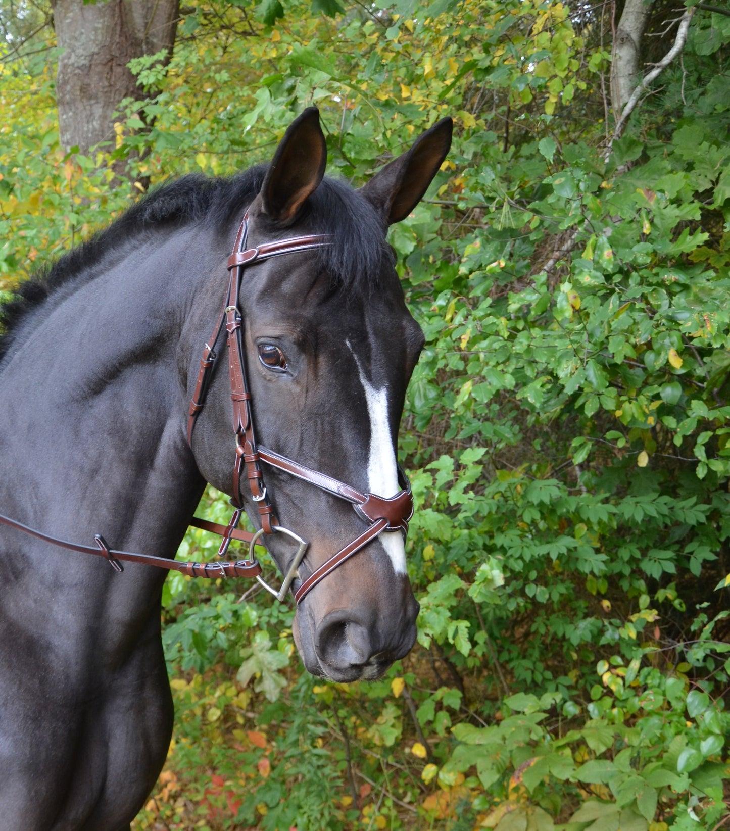 KL Italia || Chase Figure 8 Bridle ||