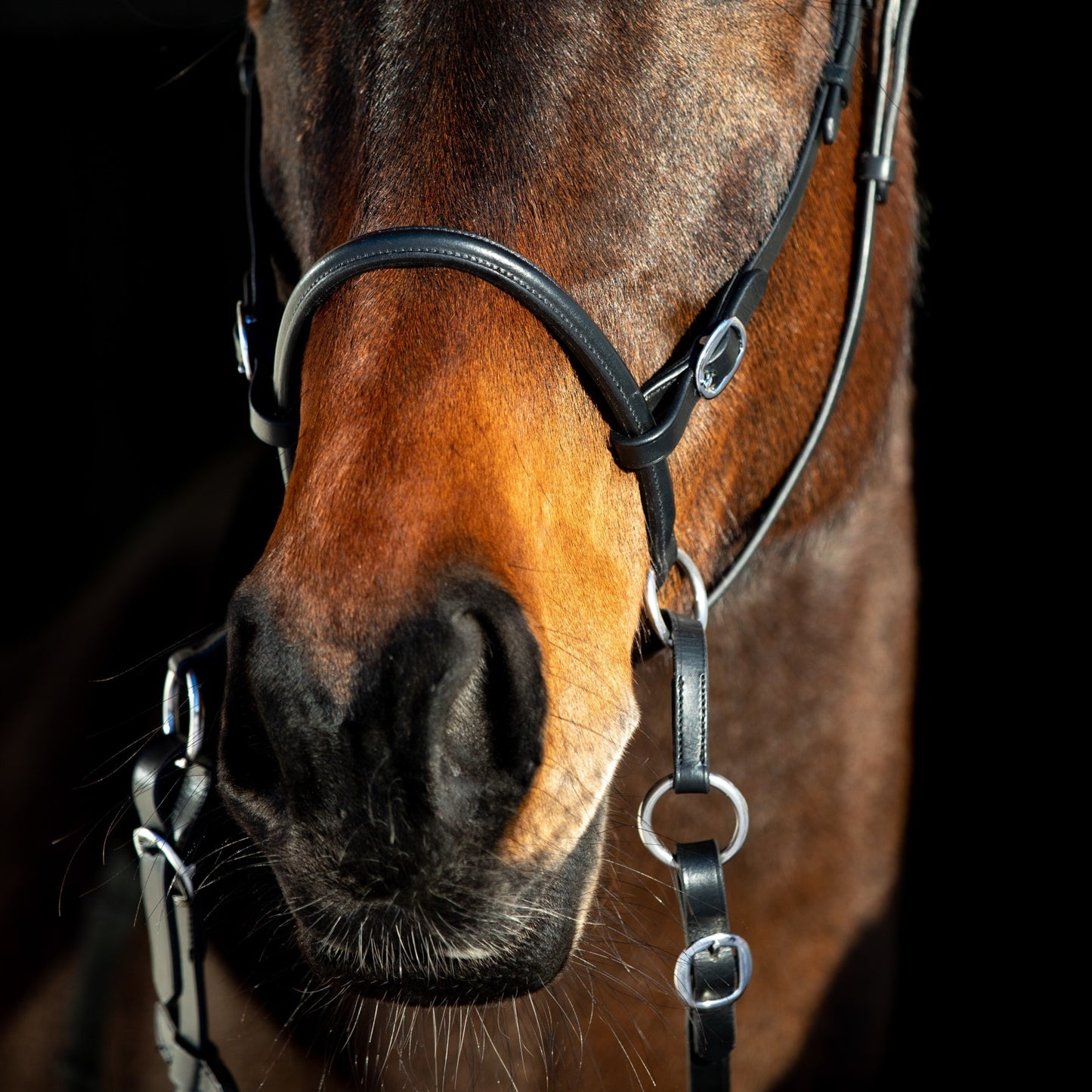 Bitless Bridle || Cob Size ONLY
