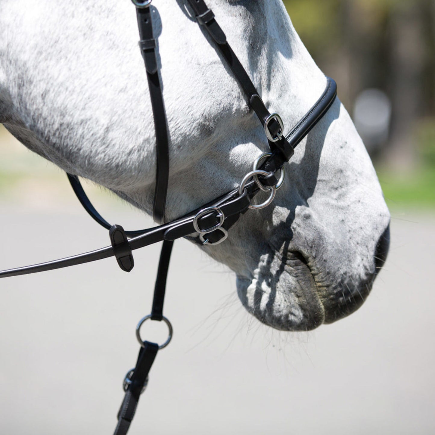 Bitless Bridle || Cob Size ONLY