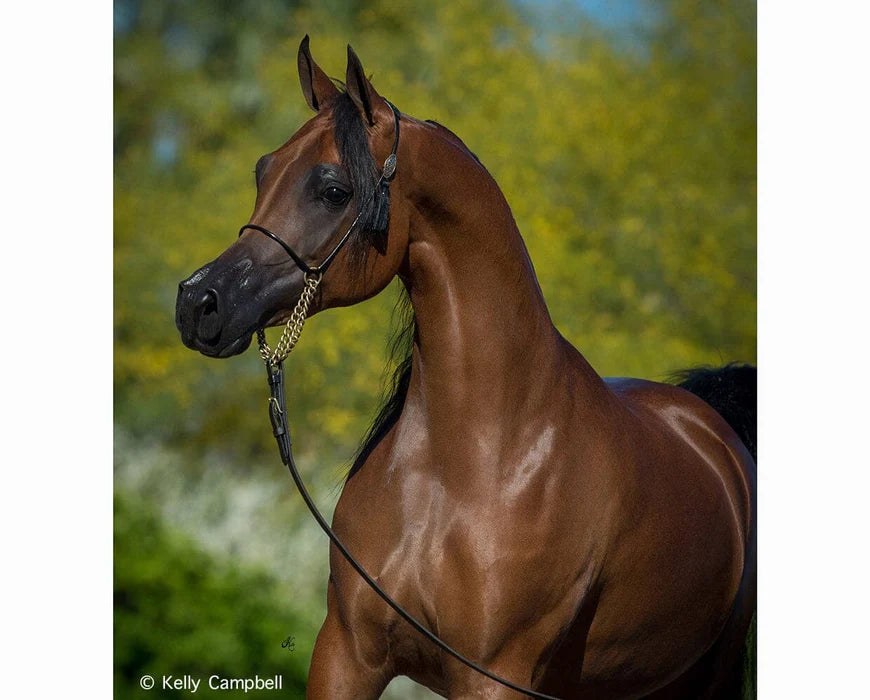 RD Marciea Bey || Champion Arabian Mare