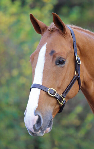 Buckle Nose Band Halter