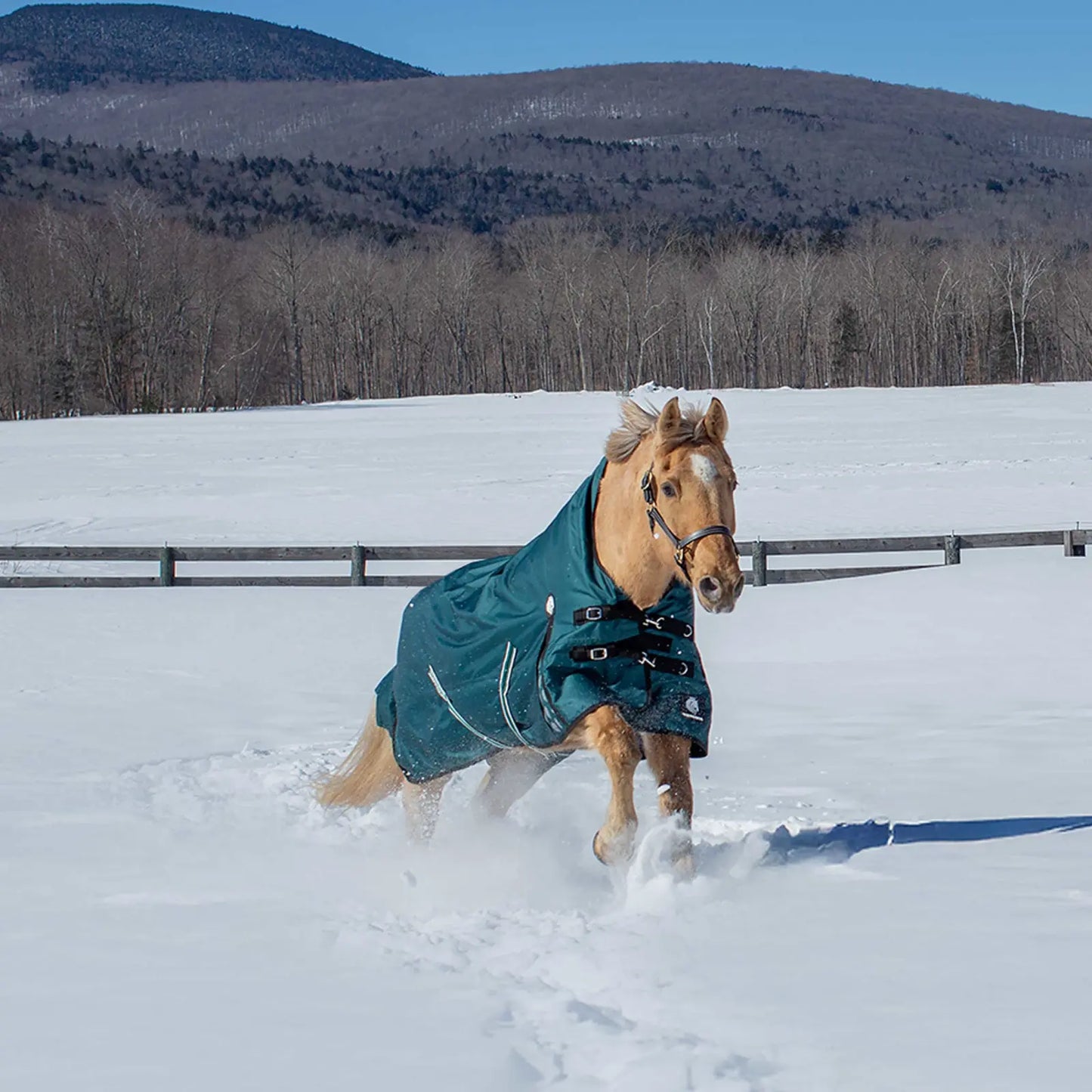 Arktis Extended Neck Heavy Weight Turnout Blanket- 300G