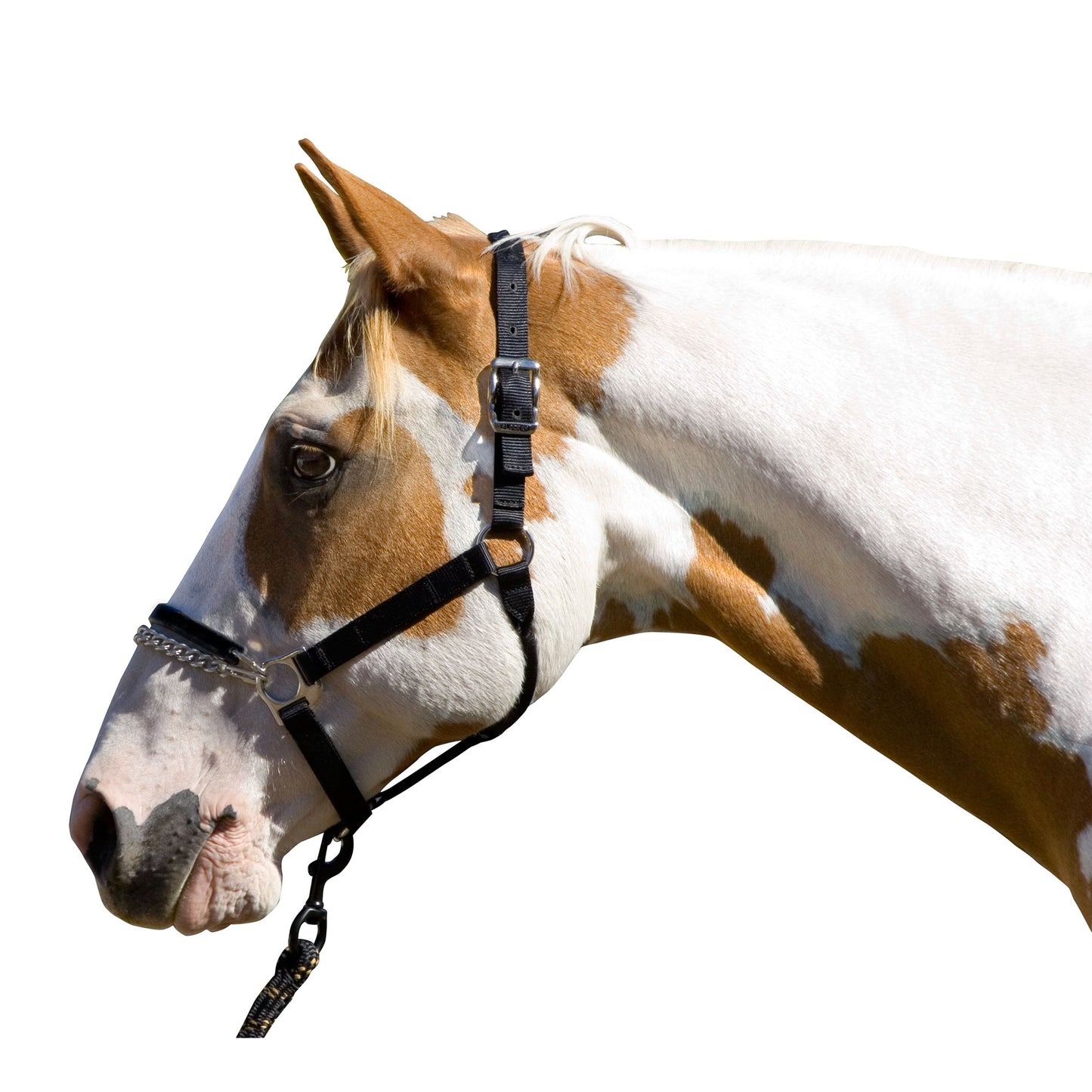 Blocker Control Halter || Yearling Size ONLY