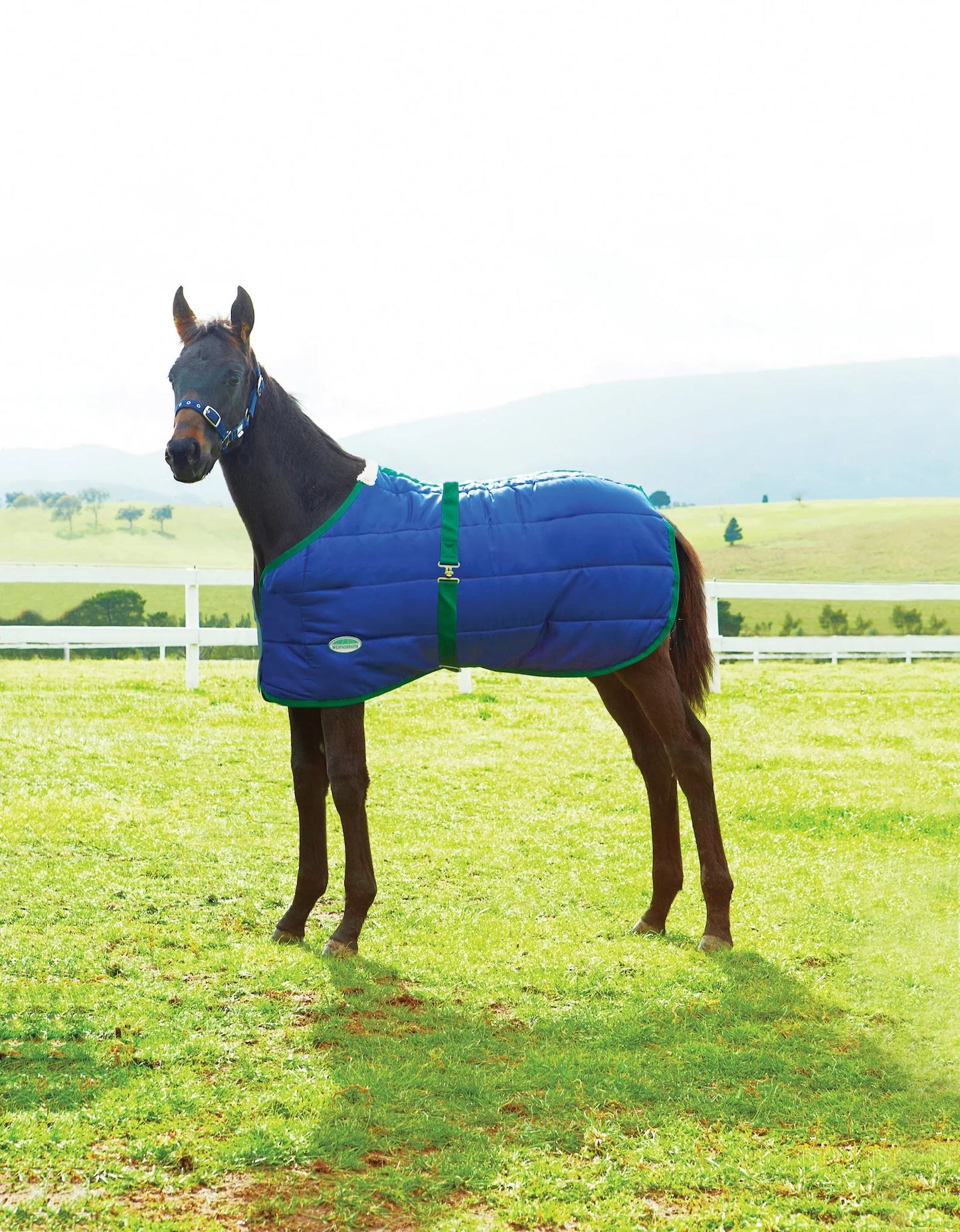 Quilted Newborn Foal Stable Blanket || Medium Weight