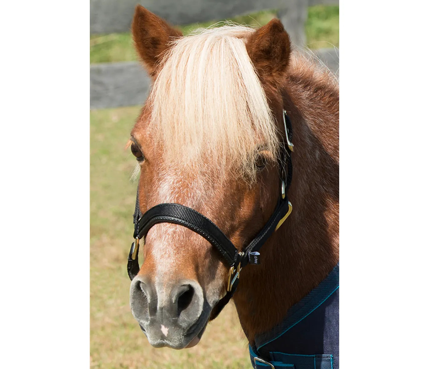 Mini Topaz Halter