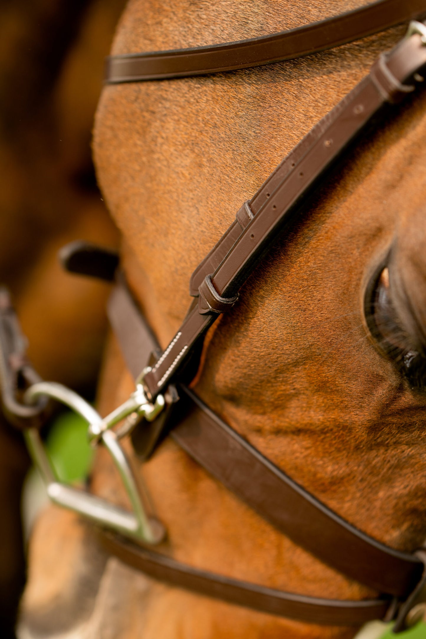 Black Oak Maple Training Bridle