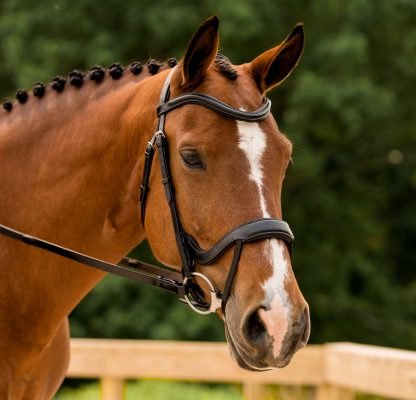 Red Barn || Arena Ergonomic Bridle || Black Horse Size ONLY