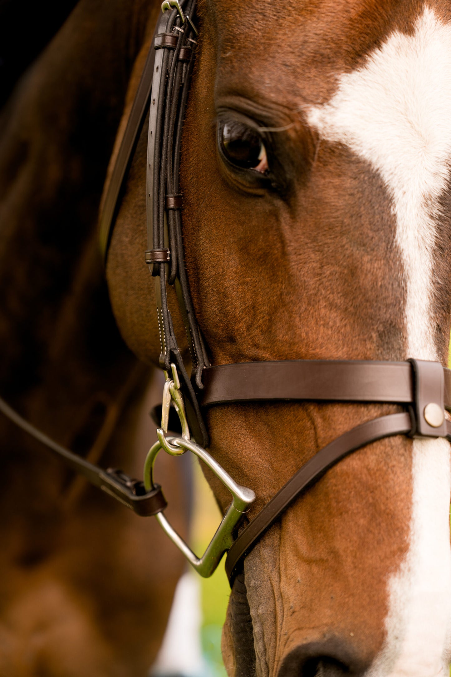 Black Oak Maple Training Bridle