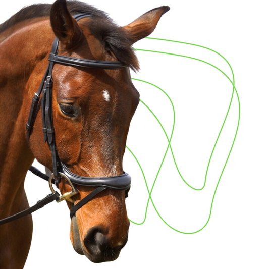 Aformadi Flash Bridle