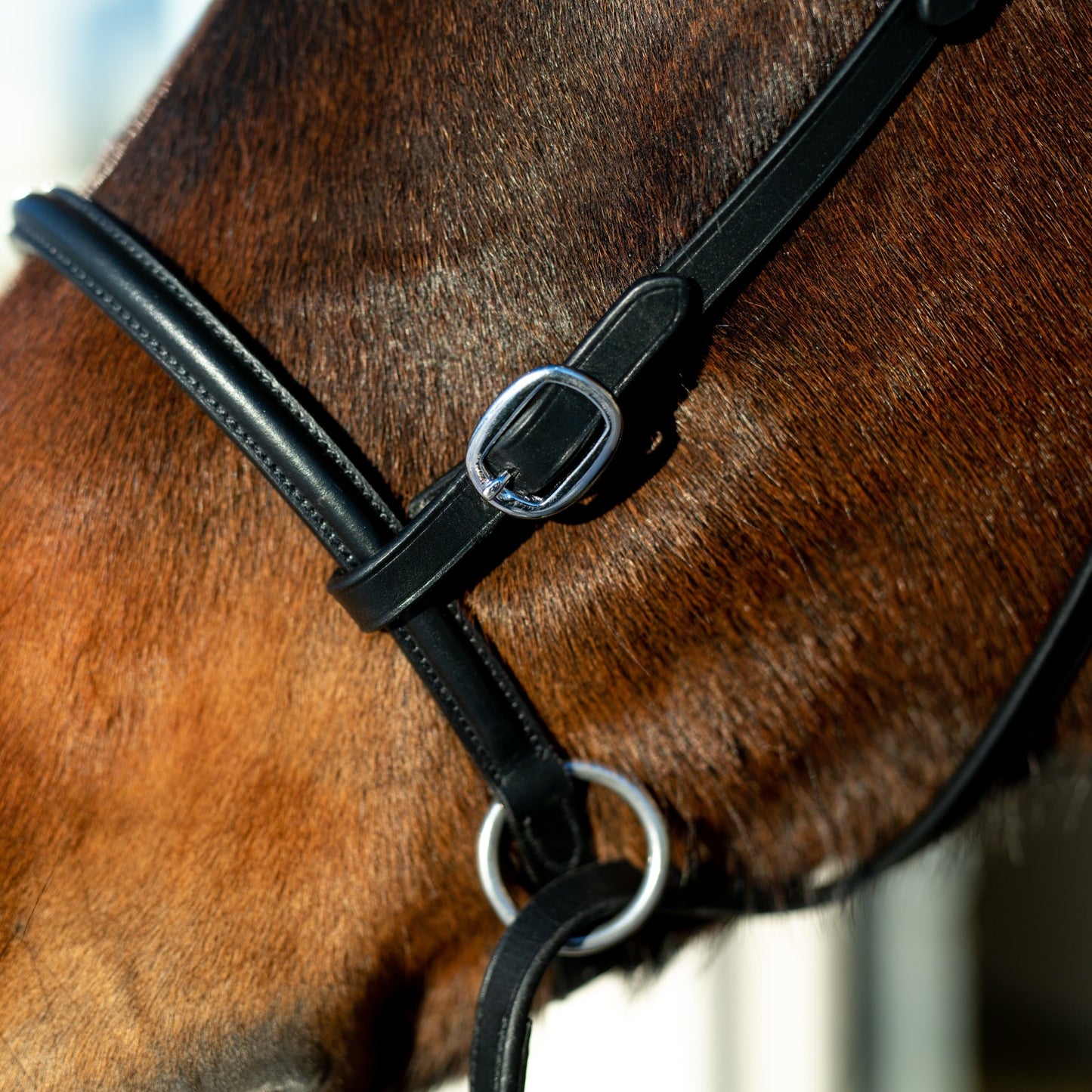 Bitless Bridle || Cob Size ONLY