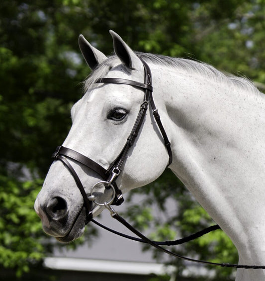 Black Oak Maple Training Bridle