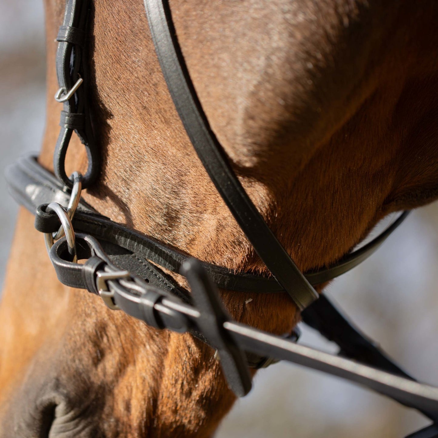 Saga Bitless Bridle