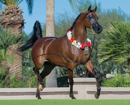 RD Marciea Bey || Champion Arabian Mare